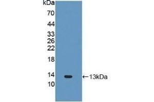 Detection of Recombinant FNDC5, Human using Polyclonal Antibody to Fibronectin Type III Domain Containing Protein 5 (FNDC5) (FNDC5 antibody  (AA 77-144))