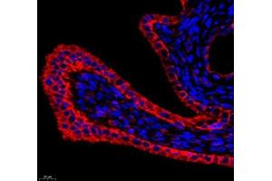 Immunofluorescence (Paraffin-embedded Sections) (IF (p)) image for anti-Annexin A4 (ANXA4) antibody (ABIN7073066)