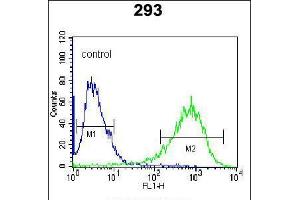 Flow cytometric analysis of 293 cells (right histogram) compared to a negative control cell (left histogram). (ITPKB antibody  (N-Term))