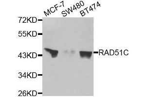 Western blot analysis of extracts of various cell lines, using RAD51C antibody (ABIN5974185) at 1/1000 dilution.