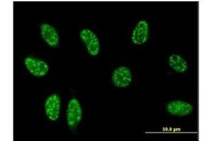Immunofluorescence (IF) image for anti-TSC22 Domain Family, Member 3 (TSC22D3) (AA 1-98) antibody (ABIN614600)