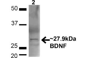 Western blot analysis of Mouse Brain showing detection of ~27. (BDNF antibody  (N-Term) (Atto 390))
