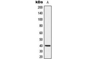 Western blot analysis of DUSP1 expression in HeLa (A) whole cell lysates. (DUSP1 antibody  (C-Term))