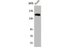Western Blot analysis of HepG2 cells using Phospho-PLC γ2 (Y753) Polyclonal Antibody (Phospholipase C gamma 2 antibody  (pTyr753))