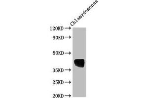 Western Blot Positive WB detected in: Chlamydomonas tissue All lanes: AOX1 antibody at 1:2000 Secondary Goat polyclonal to rabbit IgG at 1/50000 dilution Predicted band size: 39 kDa Observed band size: 39 kDa (AOX1 antibody  (AA 202-217))
