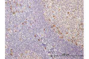 Immunoperoxidase of purified MaxPab antibody to IGKC on formalin-fixed paraffin-embedded human tonsil. (IGKC antibody  (AA 1-234))