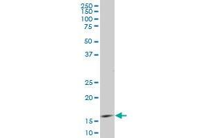 ID3 antibody  (AA 1-83)