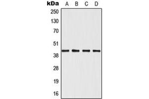 Western blot analysis of SAPK3 expression in Jurkat (A), HeLa (B), NIH3T3 (C), H9C2 (D) whole cell lysates. (MAPK12 antibody  (Center))