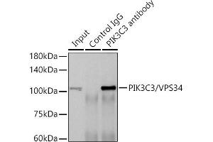 Immunoprecipitation analysis of 600 μg extracts of Rat brain cells using 3 μg PIK3C3/VPS34 antibody (ABIN7269328). (PIK3C3 antibody)
