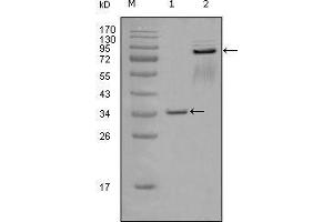 Western blot analysis using EphA7 mouse mAb against truncated GST-EphA7 recombinant protein (1) and truncated EphA7 (aa25-556)-hIgGFc transfected CHOK1 cell lysate (2).