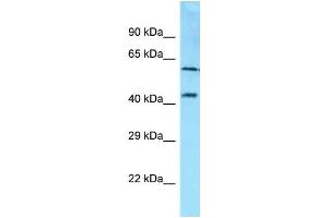 Western Blotting (WB) image for anti-Syndecan 3 (SDC3) (C-Term) antibody (ABIN2505230) (SDC3 antibody  (C-Term))