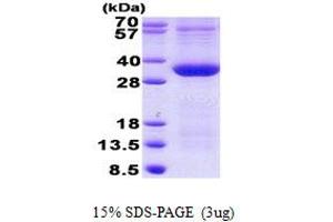 Pim-1 Oncogene (PIM1) (AA 38-290) protein (His tag)