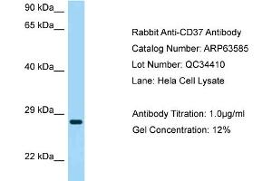 Western Blotting (WB) image for anti-Tetraspanin 26 (TSPAN26) (Middle Region) antibody (ABIN970336) (CD37 antibody  (Middle Region))