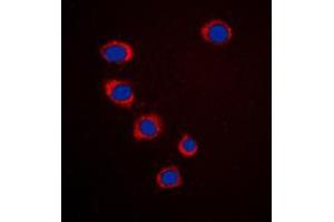 Immunofluorescent analysis of Ephrin A3 staining in HepG2 cells. (Ephrin A3 antibody  (C-Term))