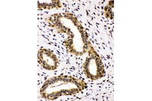 IHC analysis of ADH5 using anti-ADH5 antibody (ABIN4886429). (ADH5 antibody  (AA 212-374))