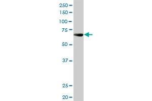 ALPPL2 MaxPab rabbit polyclonal antibody. (ALPPL2 antibody  (AA 1-532))