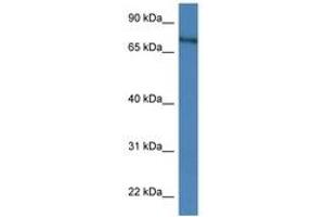 Image no. 1 for anti-X-Prolyl Aminopeptidase (Aminopeptidase P) 2, Membrane-Bound (XPNPEP2) (AA 600-649) antibody (ABIN6747264) (XPNPEP2 antibody  (AA 600-649))