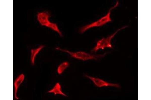 OR2K2 antibody  (N-Term)