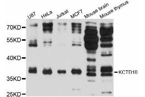 Western blot analysis of extracts of various cell lines, using KCTD10 antibody (ABIN5998052) at 1:3000 dilution. (KCTD10 antibody)