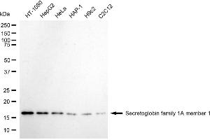 anti-Secretoglobin, Family 1A, Member 1 (Uteroglobin) (SCGB1A1) antibody