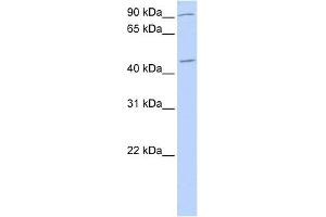 WB Suggested Anti-NR2F2 Antibody Titration:  0. (NR2F2 antibody  (N-Term))