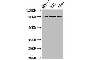 Western Blot Positive WB detected in: MCF-7 whole cell lysate, 293 whole cell lysate, A549 whole cell lysate All lanes: HSP90B1 antibody at 6. (HSP9B1 (AA 27-799) antibody)