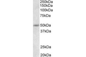 Western Blotting (WB) image for anti-Synaptotagmin IX (SYT9) (N-Term) antibody (ABIN1109187) (SYT9 antibody  (N-Term))