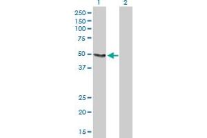 Western Blot analysis of SLC33A1 expression in transfected 293T cell line by SLC33A1 MaxPab polyclonal antibody.