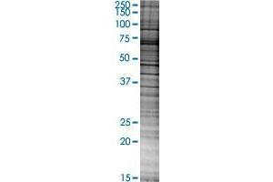 C13orf18 transfected lysate. (C13orf18 293T Cell Transient Overexpression Lysate(Denatured))