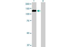 Western Blot analysis of MYRIP expression in transfected 293T cell line by MYRIP MaxPab polyclonal antibody. (MYRIP antibody  (AA 1-859))