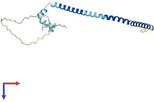 AlphaFold protein structure predicition of Human Recombinant TMEM239 Protein, UniprotID Q8WW34 (TMEM239 Protein (AA 1-195) (His tag))