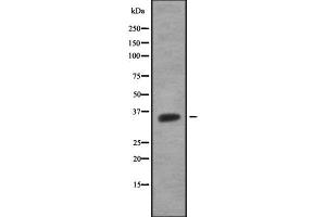 Western blot analysis OR51G1 using HuvEc whole cell lysates (OR51G1 antibody)