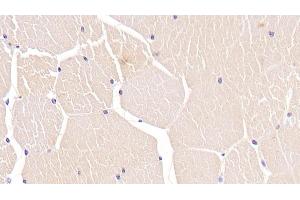 Detection of TNNT2 in Porcine Skeletal muscle Tissue using Monoclonal Antibody to Troponin T Type 2, Cardiac (TNNT2) (Cardiac Troponin T2 antibody  (AA 2-100))