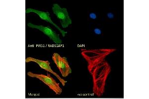 (ABIN184863) Immunofluorescence analysis of paraformaldehyde fixed HeLa cells, permeabilized with 0. (RAD51AP1 antibody  (C-Term))
