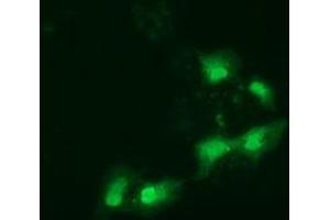 Anti-SPR mouse monoclonal antibody (ABIN2453682) immunofluorescent staining of COS7 cells transiently transfected by pCMV6-ENTRY SPR (RC205679). (SPR antibody)