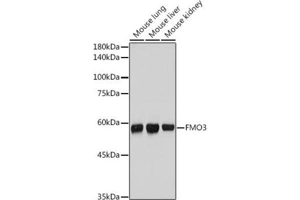 FMO3 antibody