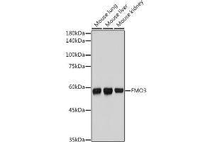 Western blot analysis of extracts of various cell lines, using FMO3 antibody (ABIN7267216) at 1:1000 dilution. (FMO3 antibody)