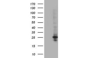 HEK293T cells were transfected with the pCMV6-ENTRY control (Left lane) or pCMV6-ENTRY POLR2E (Right lane) cDNA for 48 hrs and lysed. (POLR2E antibody)