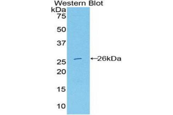 DNASE1L2 antibody  (AA 32-229)
