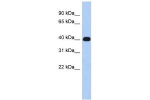 KIAA1189 antibody used at 1 ug/ml to detect target protein. (ERMN antibody  (Middle Region))