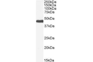 Western Blotting (WB) image for anti-Patatin-Like phospholipase Domain Containing 3 (PNPLA3) (Internal Region) antibody (ABIN361184)