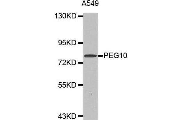PEG10 Antikörper  (AA 1-325)