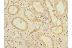 Immunohistochemistry of paraffin-embedded human kidney tissue using ABIN7152247 at dilution of 1:100 (SLC1A7 antibody  (AA 115-220))