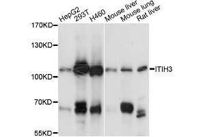 Western blot analysis of extracts of various cell lines, using ITIH3 antibody (ABIN5996495) at 1:3000 dilution.