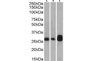 Western Blot using anti-4-1BB antibody 4B4-1-1. (Recombinant CD137 antibody)