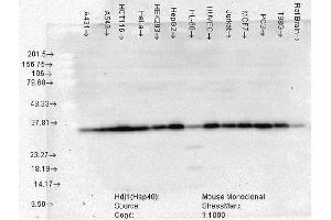Western Blot analysis of Human Cell lysates showing detection of Hsp40 protein using Mouse Anti-Hsp40 Monoclonal Antibody, Clone 3B9. (DNAJB1 antibody  (Atto 594))
