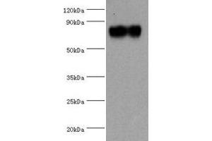Western blot All lanes: SYTL4 antibody at 1.