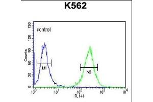 B3GAT1 Antibody (N-term) (ABIN653880 and ABIN2843128) flow cytometric analysis of K562 cells (right histogram) compared to a negative control cell (left histogram). (CD57 antibody  (N-Term))