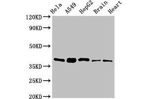 Western Blot Positive WB detected in: Hela whole cell lysate, A549 whole cell lysate, HepG2 whole cell lysate, Mouse brain tissue, Rat heart tissue All lanes: RBFA antibody at 2 μg/mL Secondary Goat polyclonal to rabbit IgG at 1/50000 dilution Predicted band size: 39, 28 kDa Observed band size: 39 kDa (RBFA antibody  (AA 201-343))