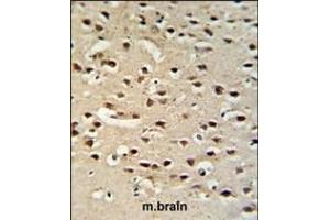 Chromogranin-C Antibody (Center) (ABIN390767 and ABIN2841025) IHC analysis in formalin fixed and paraffin embedded mouse brain tissue followed by peroxidase conjugation of the secondary antibody and DAB staining. (SCG2 antibody  (AA 246-274))